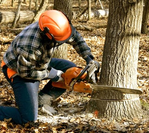 Tree Removal in Blaine, ME